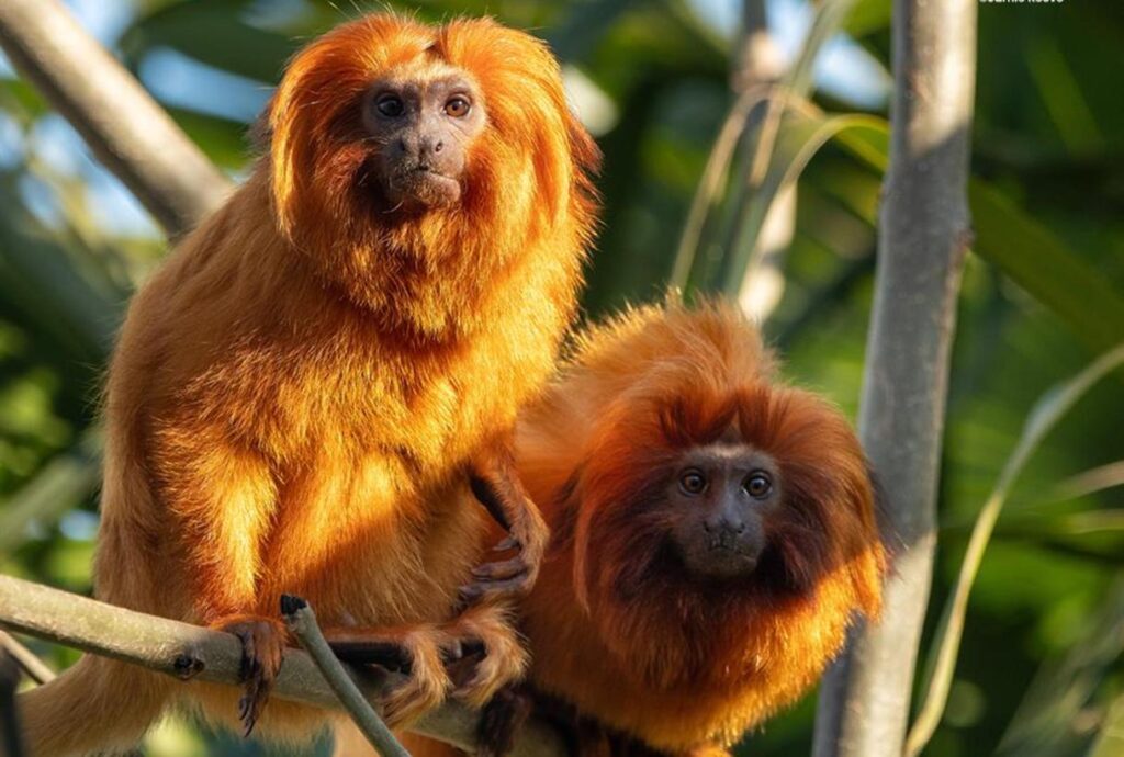 About Colchester Zoo About Colchester Zoo